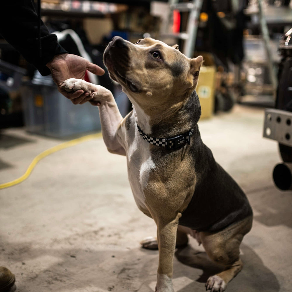 LDT Dog Collar