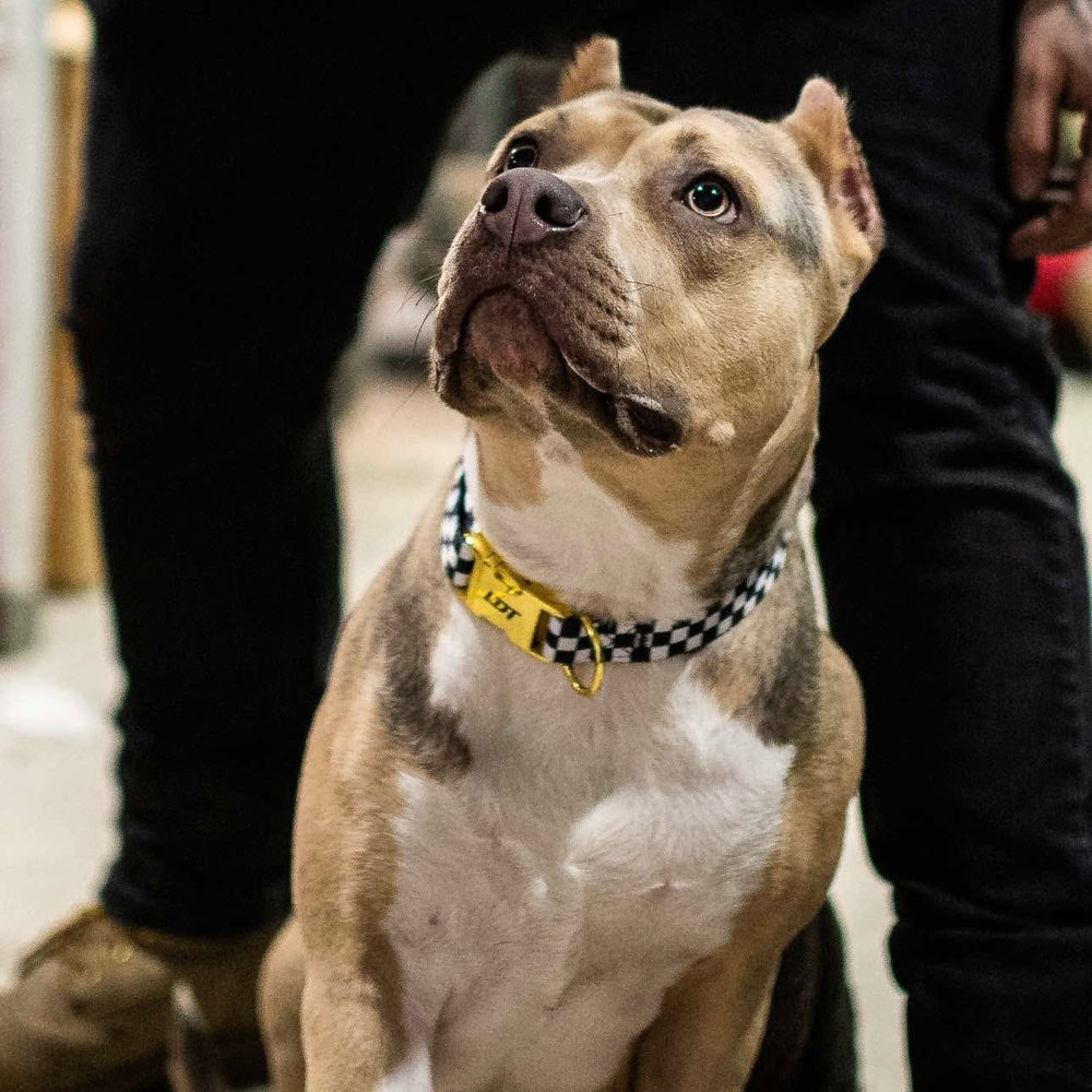 LDT Dog Collar